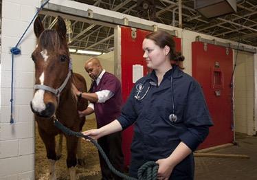 You are currently viewing Herpes bei Pferden – Epidemie vor der Stalltür – was tun