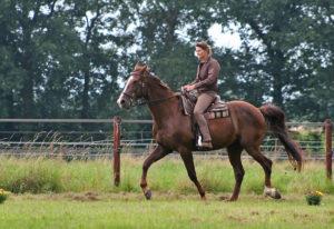 Read more about the article Serie: Entspannter Umgang mit dem Pferd – Tipps von Ellen Vierhaus