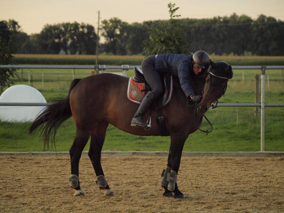 tipps-reitersitz_besser-sitzen-reiten_traber-reiten-tipps