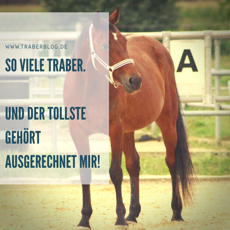 Read more about the article Der TRABER hat Humor