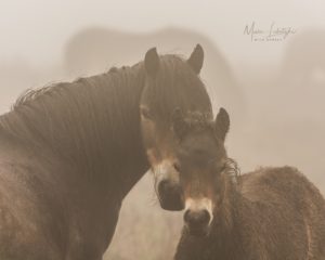Read more about the article Was wir von Wildpferden lernen können – Interview mit Tierfilmer Marc Lubetzki